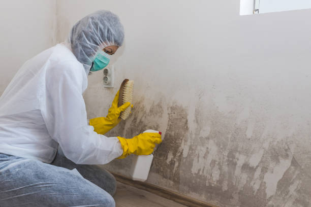 Best Crawl Space Mold Removal  in Rapids, NY
