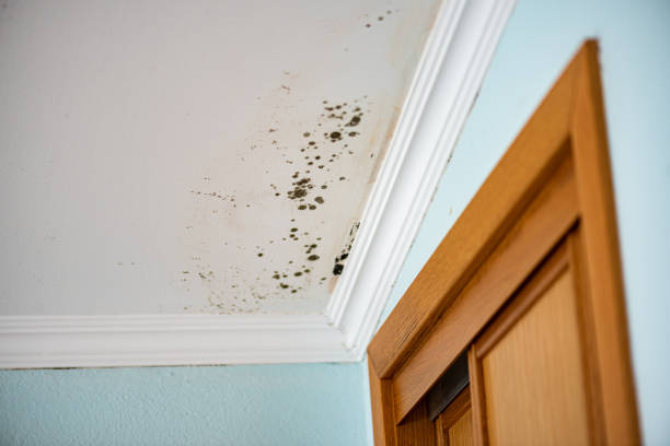 Best Black Mold Removal  in Rapids, NY