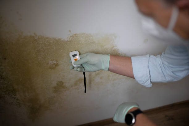 Best Certified Mold Removal  in Rapids, NY
