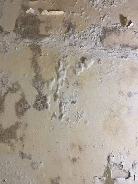 Best Residential Mold Removal  in Rapids, NY