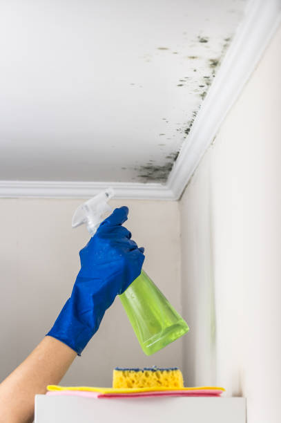 Best Mold Removal Company Near Me  in Rapids, NY